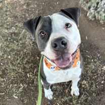 adopt-pet