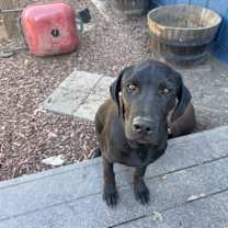 Thumbnail photo of Puma #3