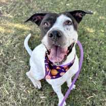 adopt-pet
