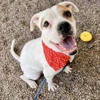 adopt-pet
