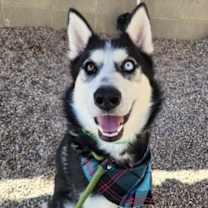 adopt-pet