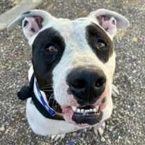 adopt-pet