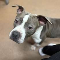adopt-pet