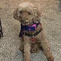 Thumbnail photo of TuTu #1