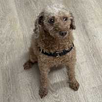 Thumbnail photo of TuTu #3