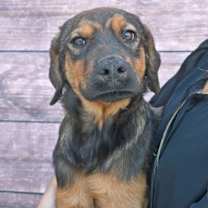 Thumbnail photo of Sosa #3