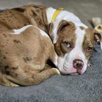 Thumbnail photo of Maple #2