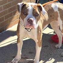 Thumbnail photo of Maple #4