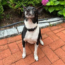 Thumbnail photo of Sam #3