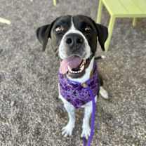 adopt-pet