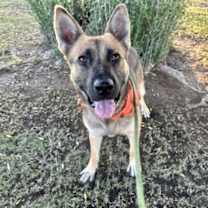 adopt-pet
