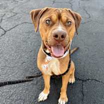 adopt-pet