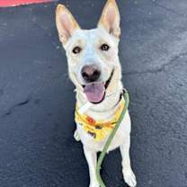 adopt-pet