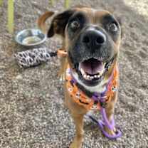 adopt-pet