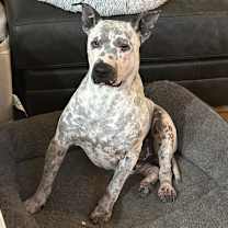 adopt-pet