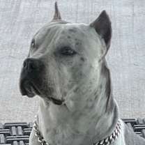 Thumbnail photo of Chief #3