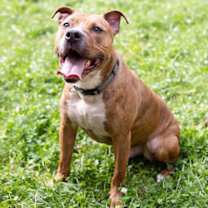 Thumbnail photo of Raphael #3