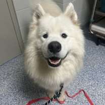 adopt-pet