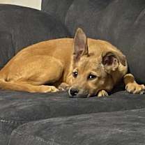 Thumbnail photo of Lainey JE #2