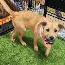 Thumbnail photo of Lainey JE #3