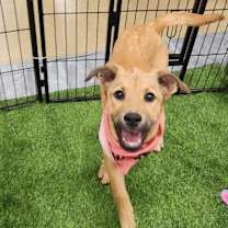 Thumbnail photo of Lainey JE #4