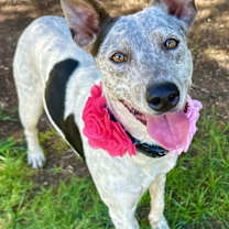 adopt-pet