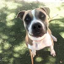 adopt-pet