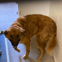 adopt-pet
