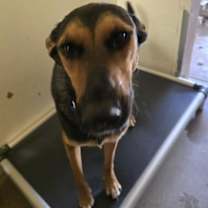 adopt-pet