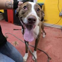 adopt-pet