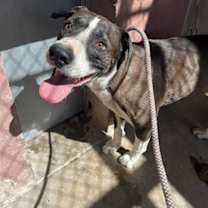 adopt-pet