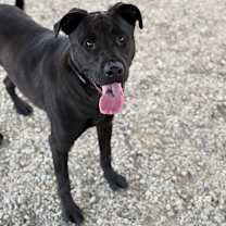 Thumbnail photo of Rigby #3