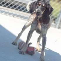 Thumbnail photo of Sadie #2