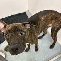 Thumbnail photo of Zander #4