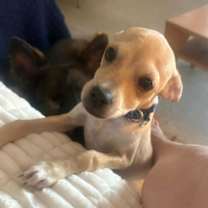 Thumbnail photo of Beau #3