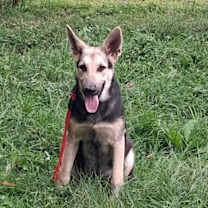 Thumbnail photo of Luna (Community Assist) #1