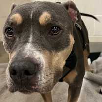 Thumbnail photo of Lulu #2