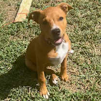 Thumbnail photo of Peanut #1