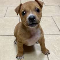 Thumbnail photo of Peanut #2