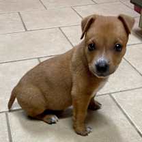 Thumbnail photo of Peanut #3