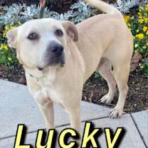 Thumbnail photo of Lucky #2