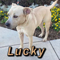 Thumbnail photo of Lucky #3