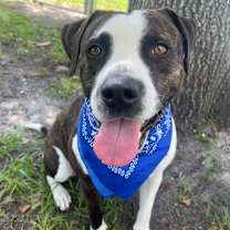 Thumbnail photo of Hoss #1