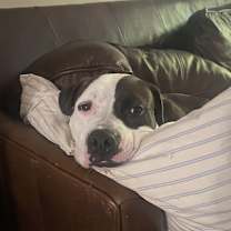 Thumbnail photo of Pepper #4