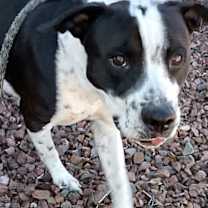 adopt-pet