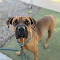adopt-pet