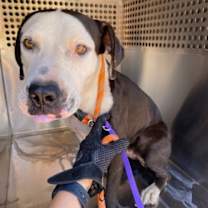 adopt-pet