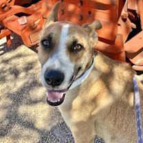 adopt-pet