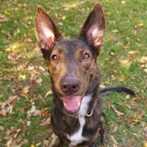 adopt-pet