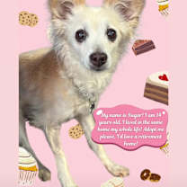 adopt-pet